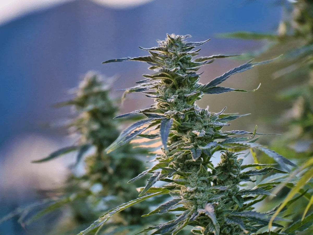 Boutique – Toutes les fleurs, résines et produits de cannabis