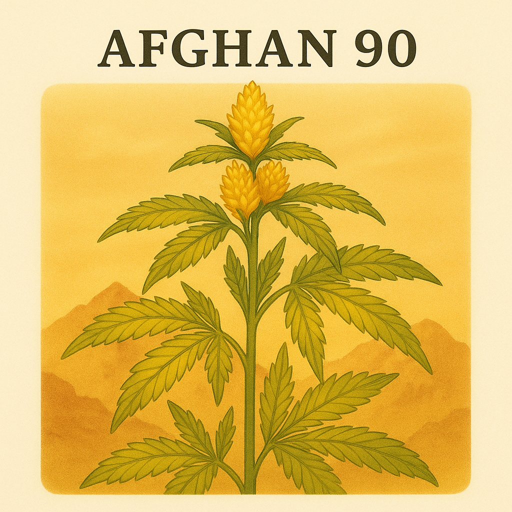Afghan 90 - semence THCA