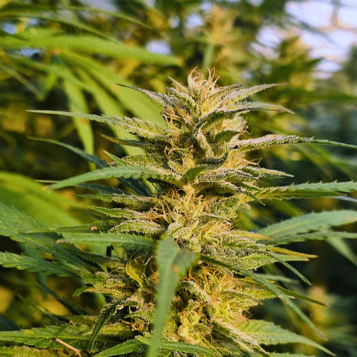 Amnesia Haze Greenhouse - Premium CBD Flower