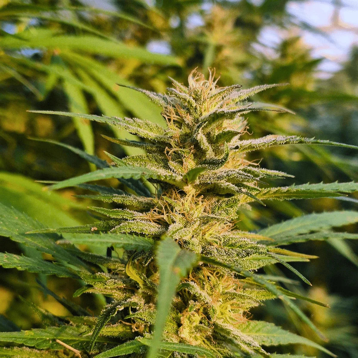 Amnesia Haze - Greenhouse - Crunch Trim