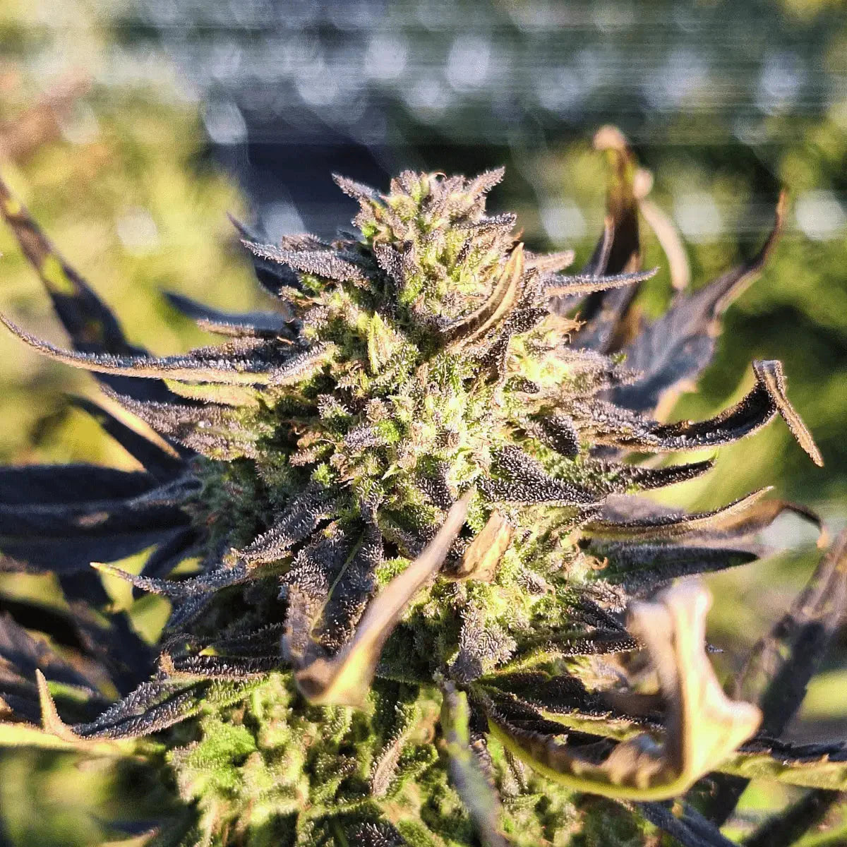 Saparot - Outdoor - Crunch Trim