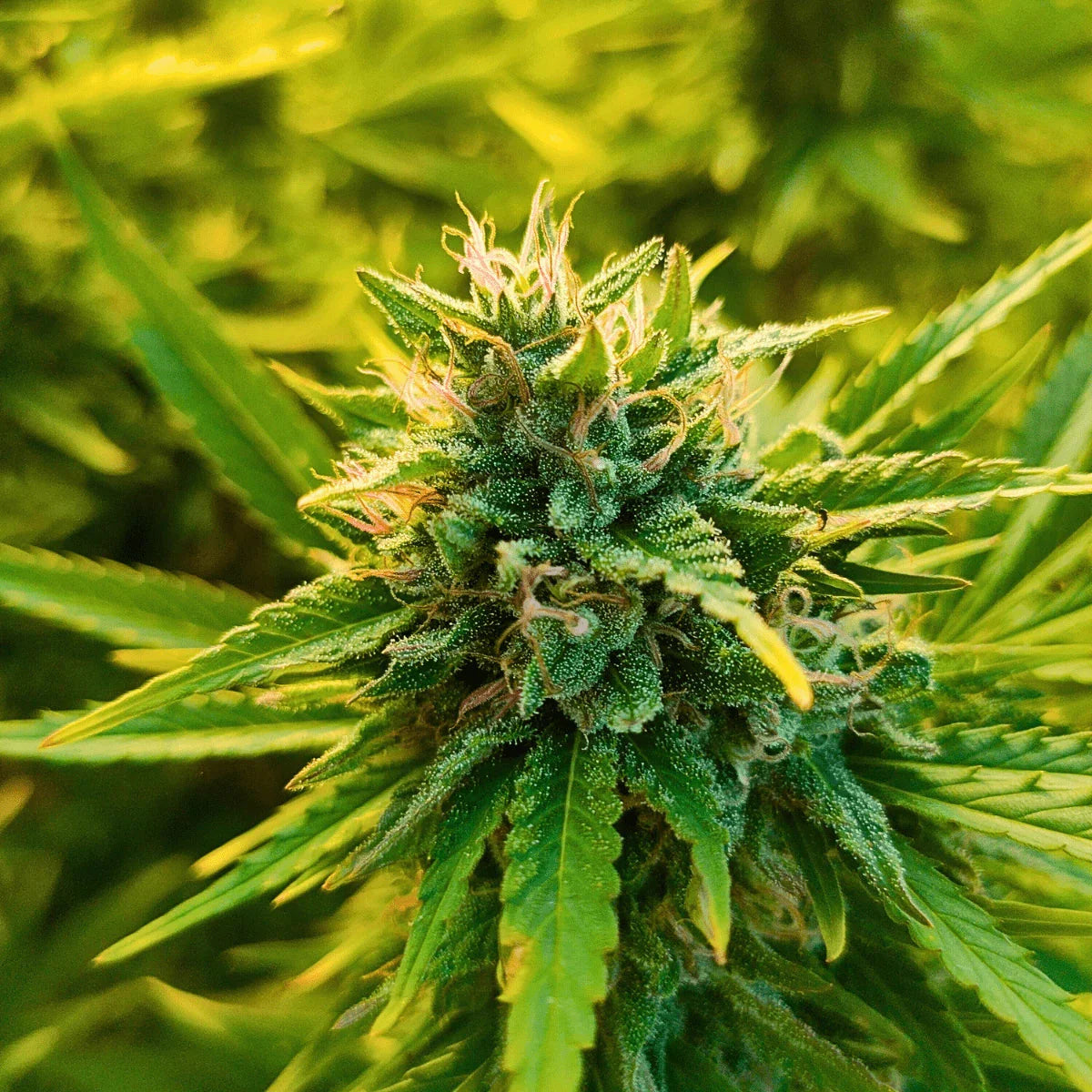 Durban Poison - Greenhouse - Crunch Trim