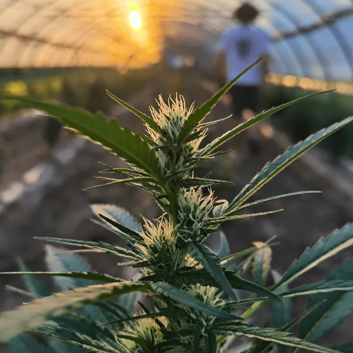 Limoncello - Greenhouse - Crunch Trim