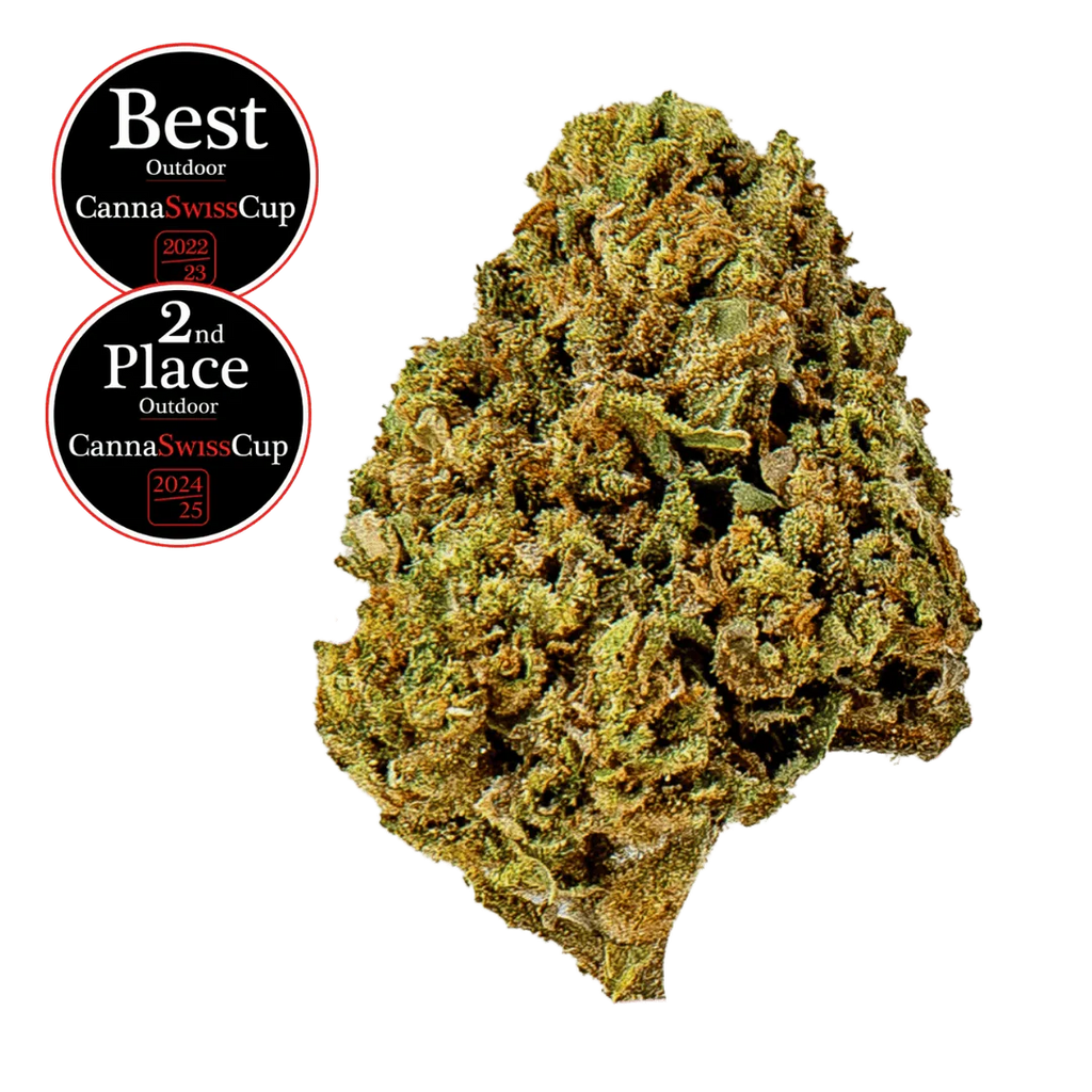 Saparot - Outdoor - Small Buds