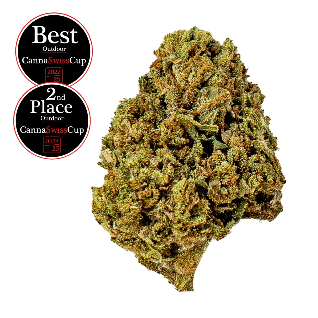 Saparot - Outdoor - Small Buds