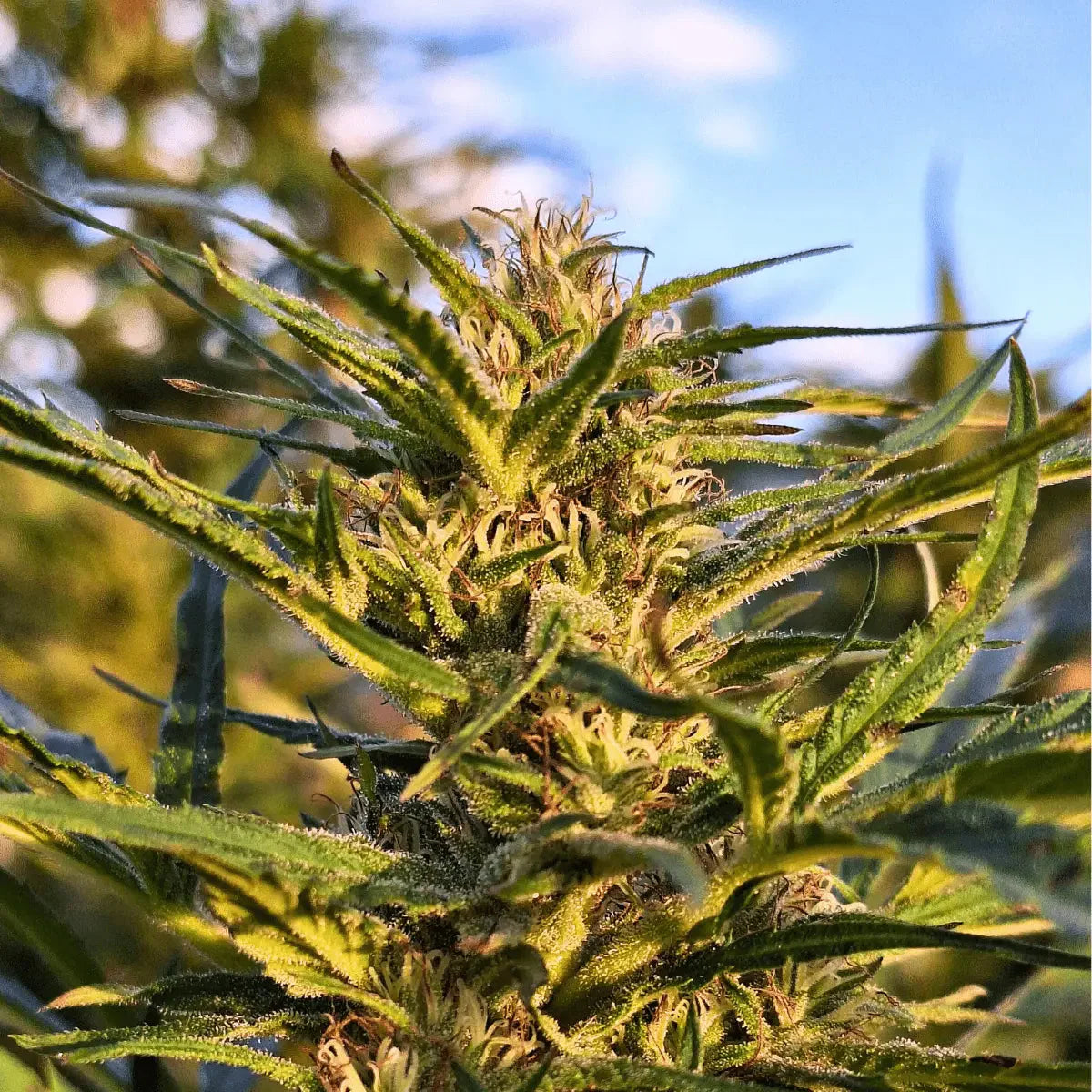 Tangerine Dream - Outdoor - Crunch Trim