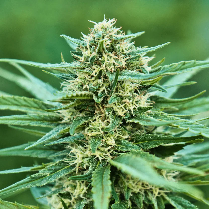 White Rhino CBG - Outdoor - Crunch Trim